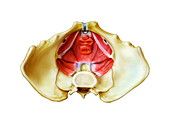 Female pelvic floor muscles