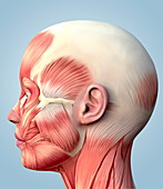 Muscular system of the head