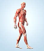 Muscular system