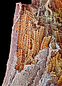 Cardiac muscle,SEM