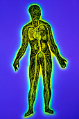 False-colour artwork of human blood circulation