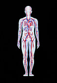 Artwork of human blood circulation