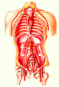 Illustration of human torso showing the aorta