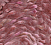 Blood vessel endothelium,SEM