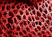 Blood vessels,SEM