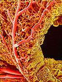 Small intestine blood vessels,SEM