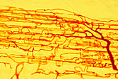 Muscle blood supply,light micrograph