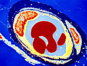 Coloured TEM of a capillary with red blood cells