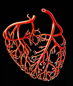 Illustration showing the major coronary arteries