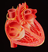 Illustration showing the nerves of the human heart