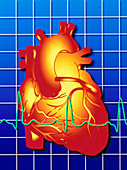 Computer artwork of ECG trace on a healthy heart