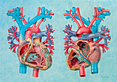 Artwork of human heart showing internal structures