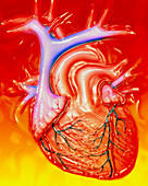 Artwork of a healthy human heart