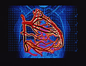 Computer artwork of blood supply to the heart
