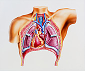Artwork of the human heart and respiratory system