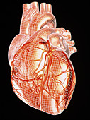 Computer artwork of a healthy human heart