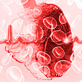 Heart and ECG