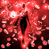 Red blood cells and heart