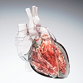 Glass heart,computer artwork
