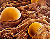 Artwork of blood cell development in bone marrow