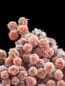 Foetal blood stem cells,SEM