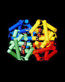 Computer graphic image of the haemoglobin molecule