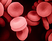 False-colour SEM of human red blood cells