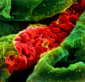 False-colour SEM of red blood cells in capillary