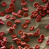 Red blood cells,SEM