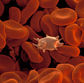Platelet in blood