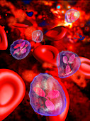 Computer artwork of red and white blood cells