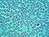 Blood cells