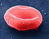Red blood cell,SEM