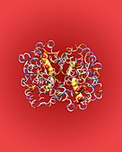 Haemoglobin molecule