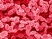 Red blood cells,SEM
