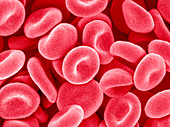 Red blood cells,SEM