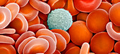 Blood cells,SEM