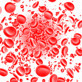 Red blood cells