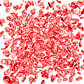 Red blood cells