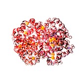 Haemoglobin molecule