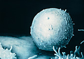 Illustration based on SEM of a single T-lymphocyte