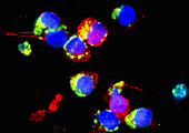 Immunofluorescent LM of human natural killer cells