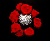 Artwork of T-lymphocyte attacking red blood cells
