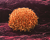 Coloured SEM of a neutrophil white blood cell