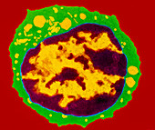 Coloured TEM of a T-lymphocyte white blood cell