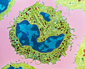 Coloured TEM of a neutrophil from bone marrow