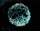 Artwork of human mast cell,based on SEM images