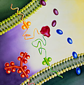 Artwork of the activation of a T-lymphocyte cell