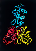 Computer graphic image of antibody-antigen complex