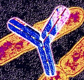 Artwork of antibody molecule & TB bacteria